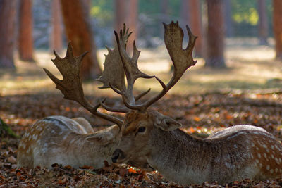 Close-up of deer in a forest