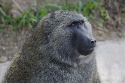 Close-up of monkey