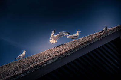 Low angle view of seagulls on roof
