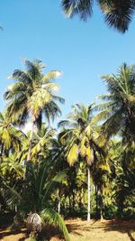 Low angle view of palm trees against clear sky