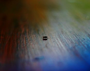 Close-up of insect on table