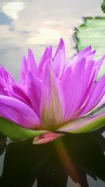 Close-up of pink flowers