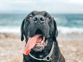 Close-up of a dog on beach