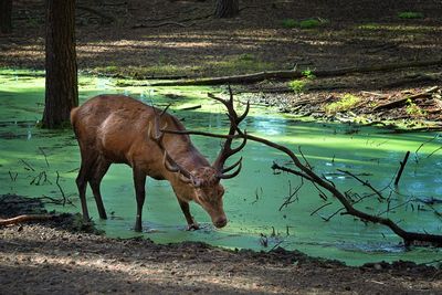 Horse standing by tree