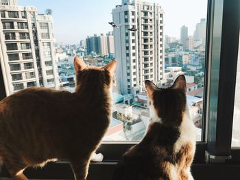 Cat on city against sky