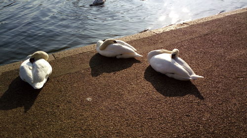 High angle view of swan swimming on lake