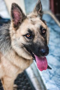 Close-up of a dog looking away