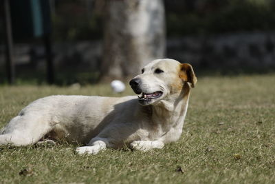 Dog resting on field