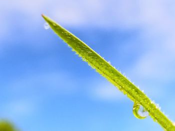 Close-up of fresh green plant against blue sky