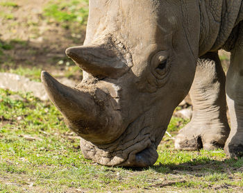 Rhinoceros standing on field