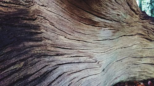 Full frame shot of tree trunk