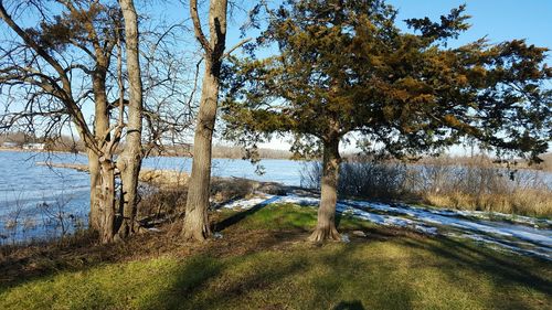 Trees growing on field