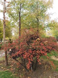 Trees in forest during autumn