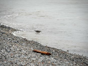 High angle view of insect on beach