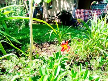 Close-up of red flowering plants on field