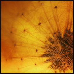 Close up of yellow flowers