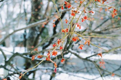 Low angle view of snow on tree during winter