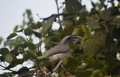 Low angle view of bird perching on tree