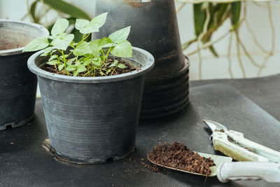 High angle view of potted plant on table