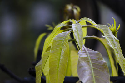 Close-up of fern leaves