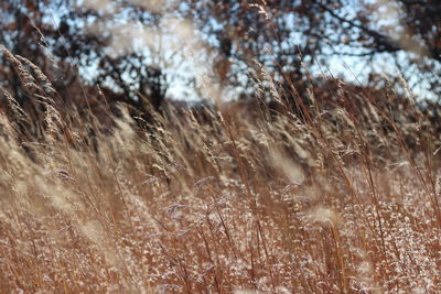 Close-up of frost on land