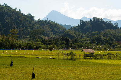 Scenic view of agricultural field against sky