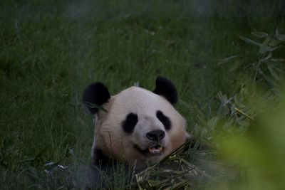 Close-up of dog on field