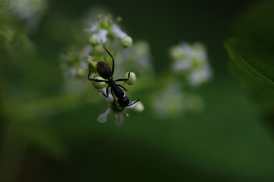 Close-up of plant