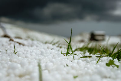 Close-up of a lizard on a plant