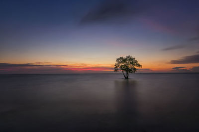 Silhouette tree by sea against sky during sunset