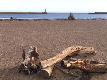 Driftwood on beach