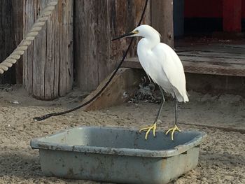 White bird perching on wood