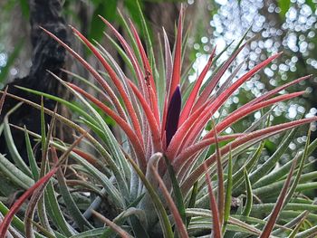 Close-up of red flowering plant