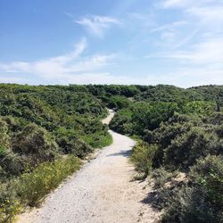 Dirt road along plants and trees against sky