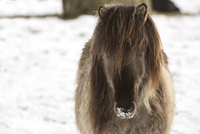 Icelandic horse in wintertime in front of snowy mountains