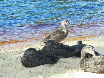 High angle view of ducks on lake