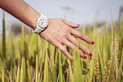 Cropped hand of woman holding plant