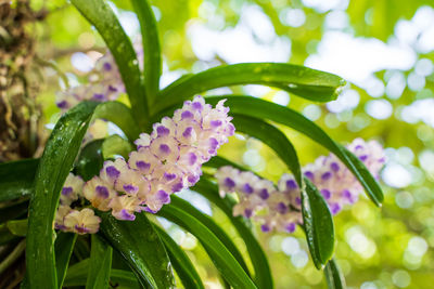 Close-up of purple flowering plants