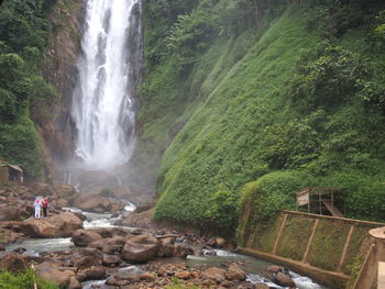 Scenic view of waterfall in forest