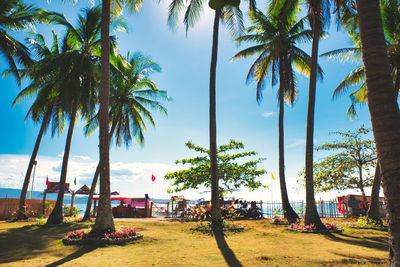 Palm trees on beach against sky