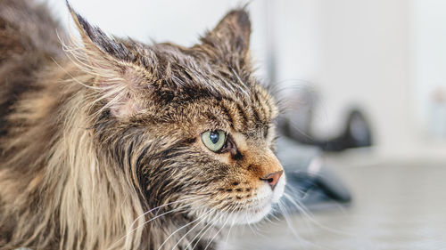 Cat washing and grooming close up getting professional service at pet salon by groomer