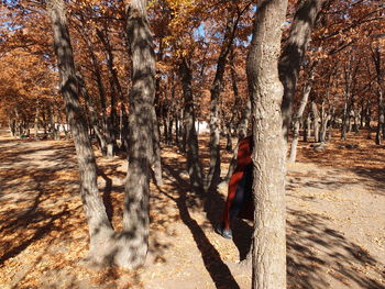 Trees in forest