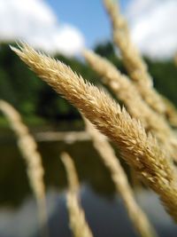 Close-up of stalks in field