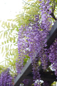 Close-up of purple flowering plants