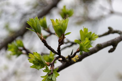 Close-up of green leaves on branch