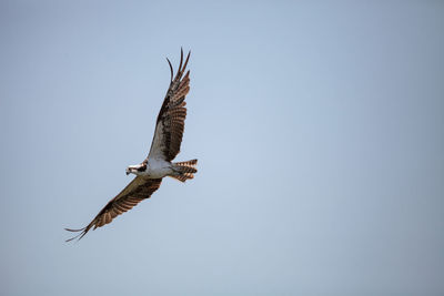 Osprey bird of prey pandion haliaetus flying across a blue sky over clam pass in naples, florida