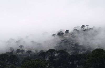 Trees in forest amidst clouds