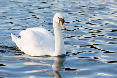 Swan swimming in lake