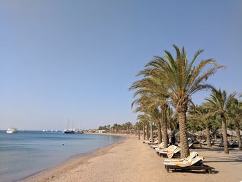 Palm trees on beach