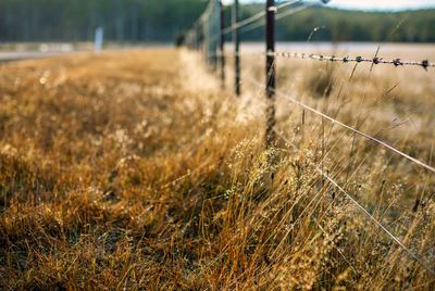 Close-up of grass in field